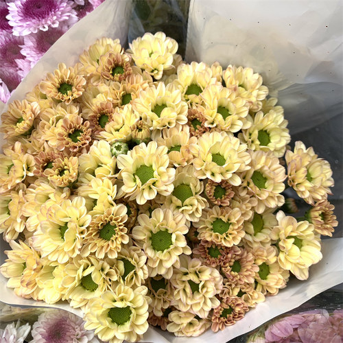 小雏菊鲜花花束云南昆明基地直发百合速递同城家用水养鲜切花玫瑰 - 图2