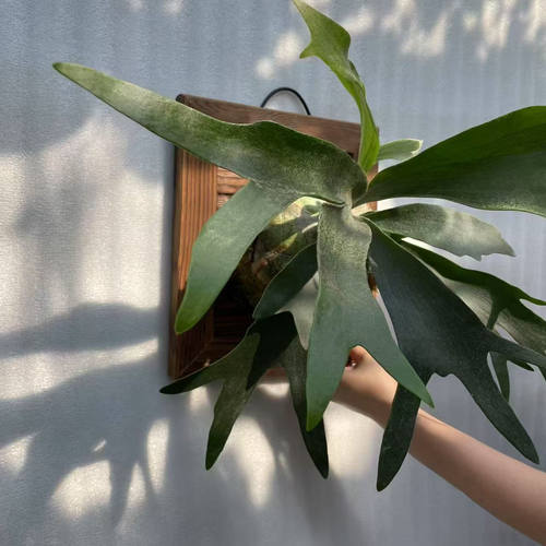 二岐鹿角蕨板植作画挂墙绿植苔藓蕨类植物垂吊壁挂 - 图0