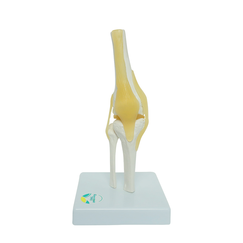 医用动态迷你膝关节模型关节可活动人体骨骼韧带教学模型康复膝盖 - 图3