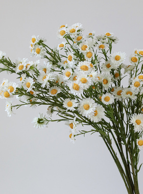 小野菊小雏菊公主菊洋甘菊风车菊
