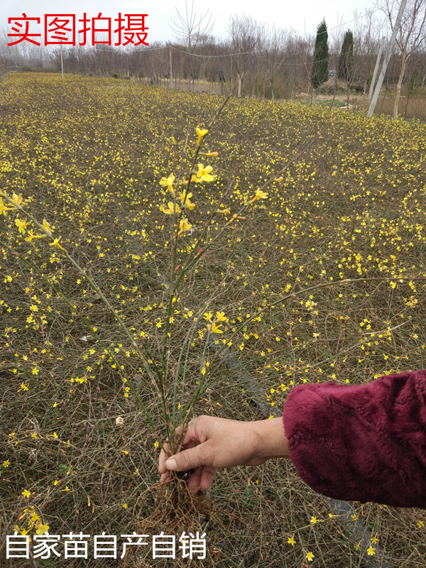 迎春花苗 迎春花植物 迎春苗 迎春花迎春花花苗迎春苗庭院绿化苗 - 图1