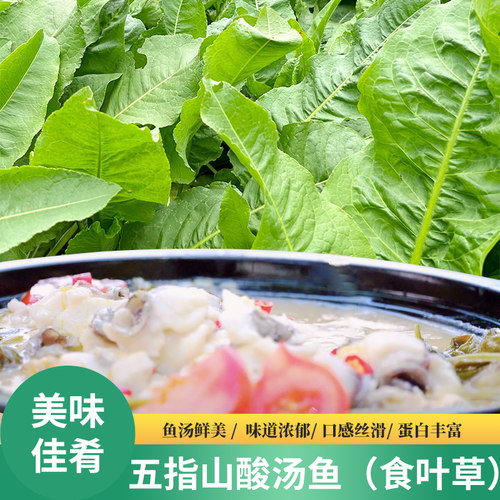 五指山食叶草海南酸叶汤五指山酸叶草酸叶鱼酸叶肉食叶草官方旗舰 - 图0