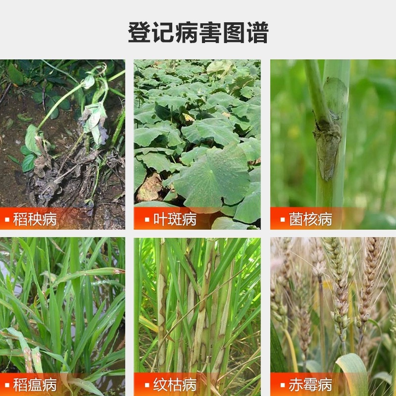 国光50％多菌灵 油菜菌核病水稻纹枯病叶斑病果园病害农药杀菌剂 - 图1