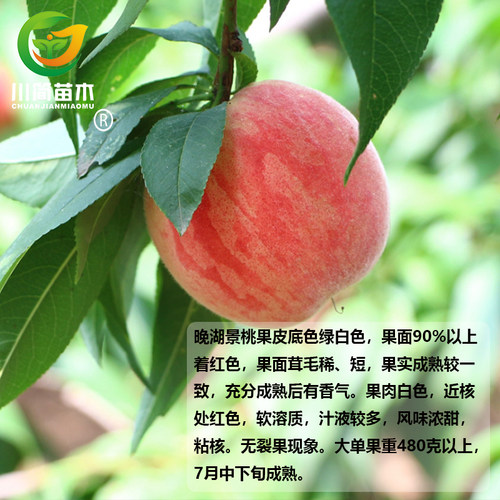 热卖嫁接五月脆桃 凤凰桃树 晚湖景水蜜桃 水果树苗晚熟盆栽地栽 - 图2