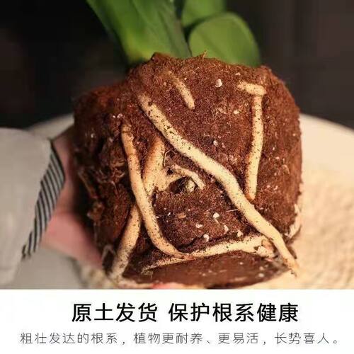 君子兰花圆头国兰绿植花卉好养活四季常青室内室外盆栽绿植花卉 - 图2