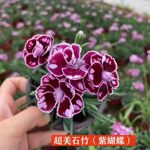 欧石竹花苗 山东青州耐寒花卉盆栽粉贝室外庭院绿化工程小苗包邮 - 图2