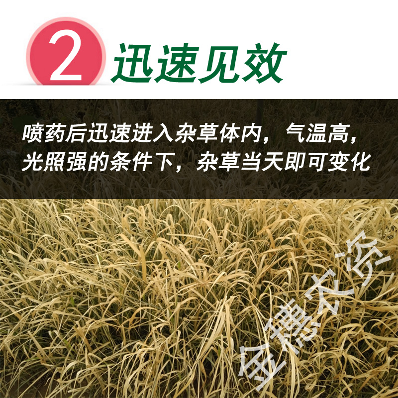 敌草快除草剂一扫光见绿杀果园林地苗圃杂草除草不伤土壤见效迅速-图1