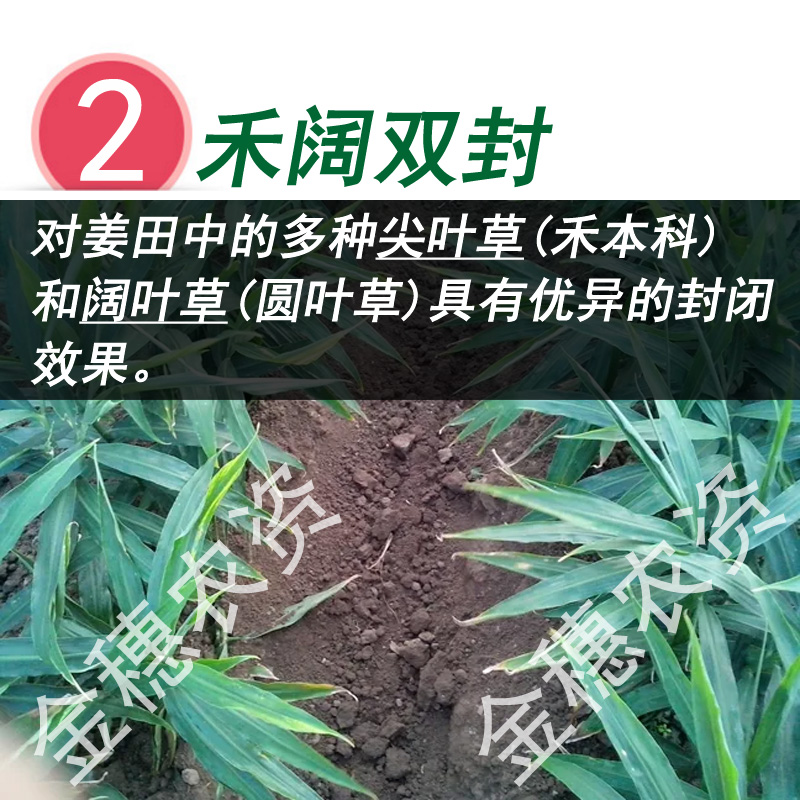 姜田除草剂苗前封闭芽前封地杀草籽生姜大姜肉姜白姜大蒜专用封闭 - 图1