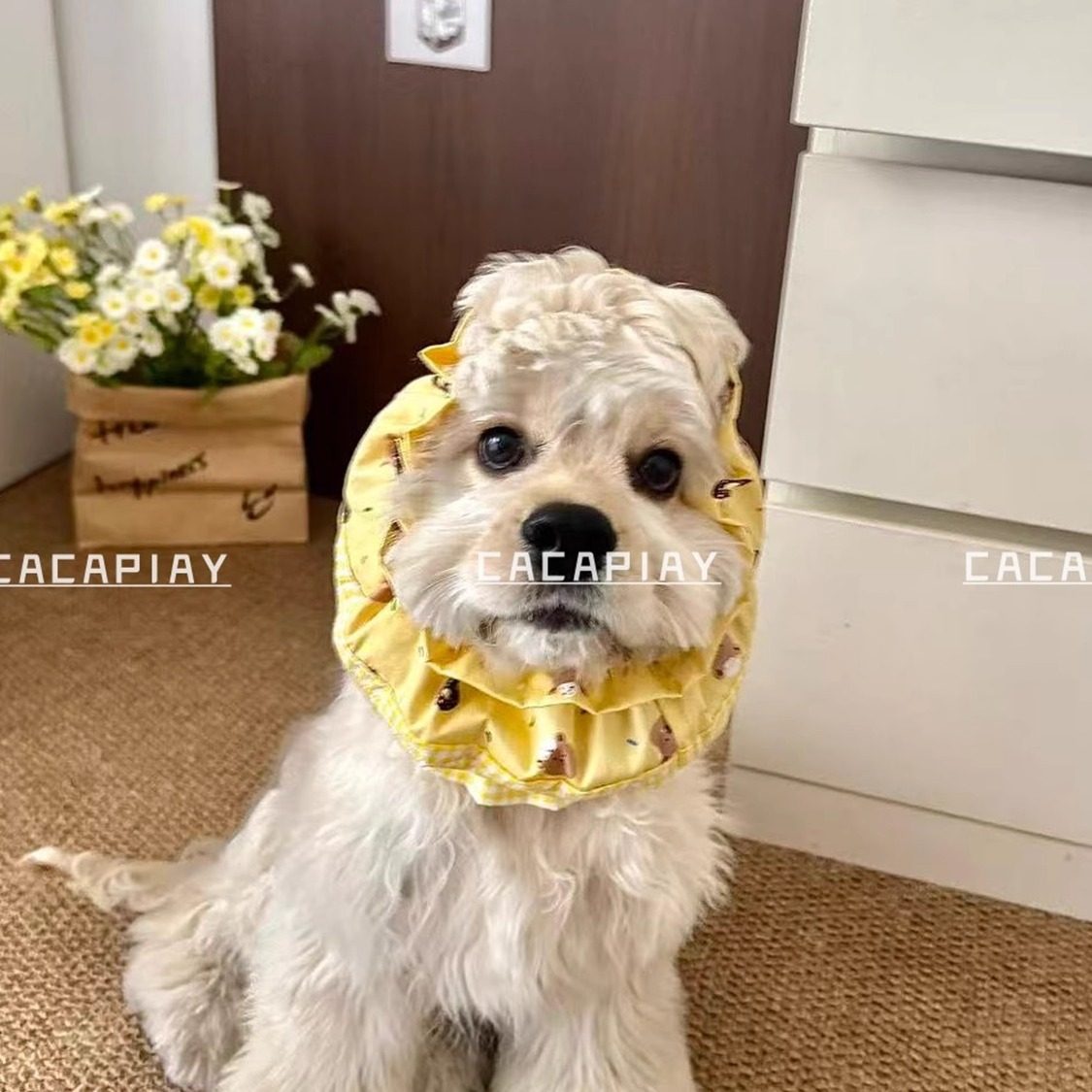 新品【甜甜圈小熊】美卡狗狗耳花防脏耳套口水巾可卡可卡布查理王,淘宝优惠券,粉丝福利购,淘宝优惠卷