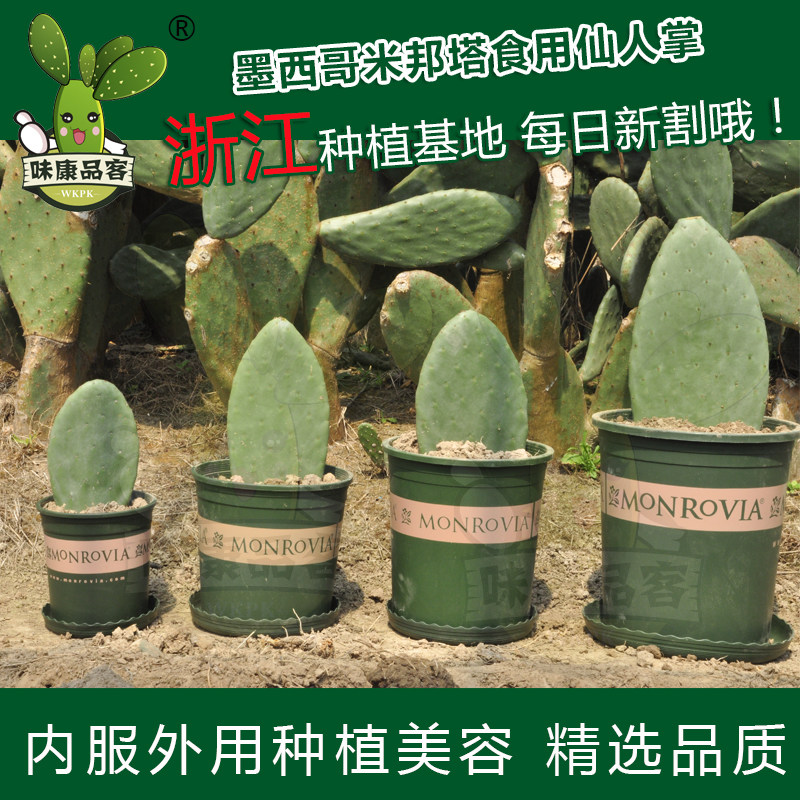 新鲜墨西哥米邦塔食用仙人掌绿色多肉植物盆栽药用美容院外敷内服 味康品客仙人掌种植专业合作社 淘优券