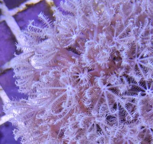 lps 软件 珊瑚活体 人工繁殖 博海水族 闪千手 鬼爪 - 图0