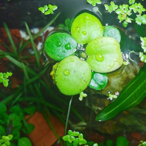 鱼缸水草浮萍肚兜圆心养龟造景净化水生植物古法养鱼植物水芙蓉 - 图1