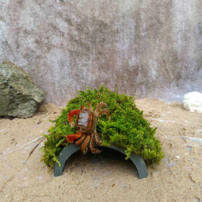 螃蟹躲避洞寄居蟹乌龟躲避爬宠陶土黄缘用品造景晒台洞穴苔藓瓦片,淘宝优惠券,粉丝福利购,淘宝优惠卷