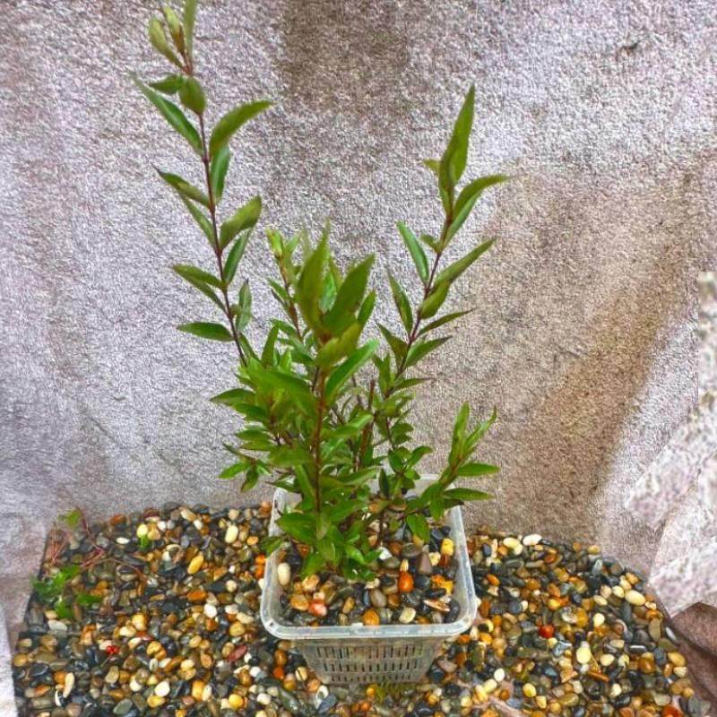 水菖蒲沼泽过滤植物防龟咬方盆加厚透气塑料花盆控根定植篮水培篮,淘宝优惠券,粉丝福利购,淘宝优惠卷