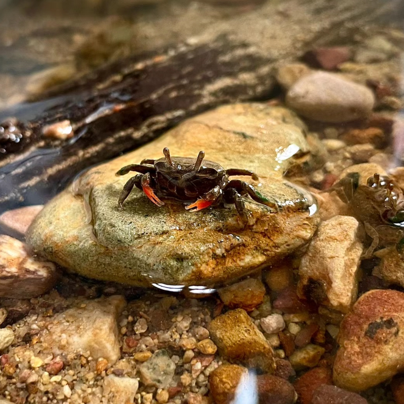 迷你辣椒蟹活体深水观赏蟹吃虫除藻淡水蟹鱼缸爬宠豆豆蟹宠物螃蟹 - 图0