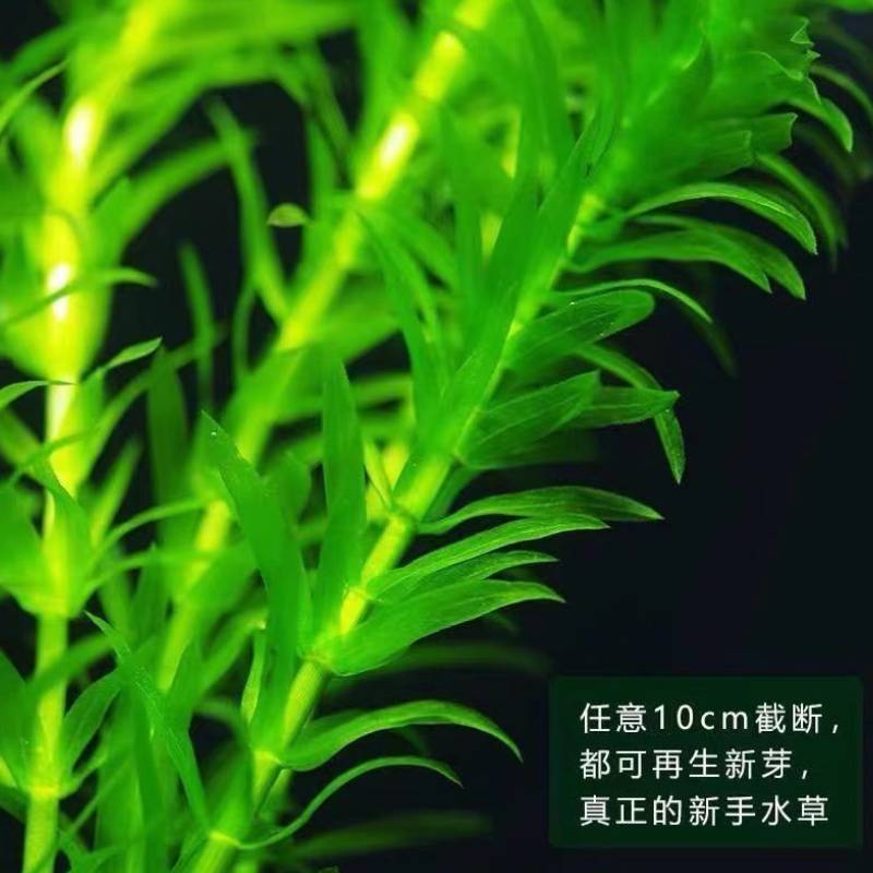 蜈蚣草水草植物养龟鱼草缸净水绿植新手养鱼绿菊鱼缸造景后景水草-图2