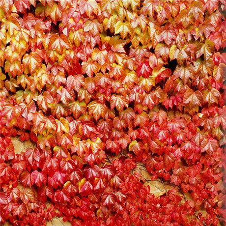 爬山虎庭院爬藤攀援植物红叶青叶爬墙虎花苗花卉绿植盆栽植物