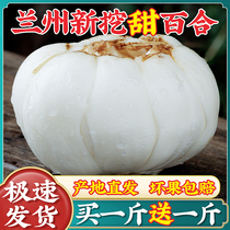 Lanzhou Fresh Sweet Lily 500g New Dig Lily Fresh Edible Gansu Non-dry goods raw white combined dry property grade