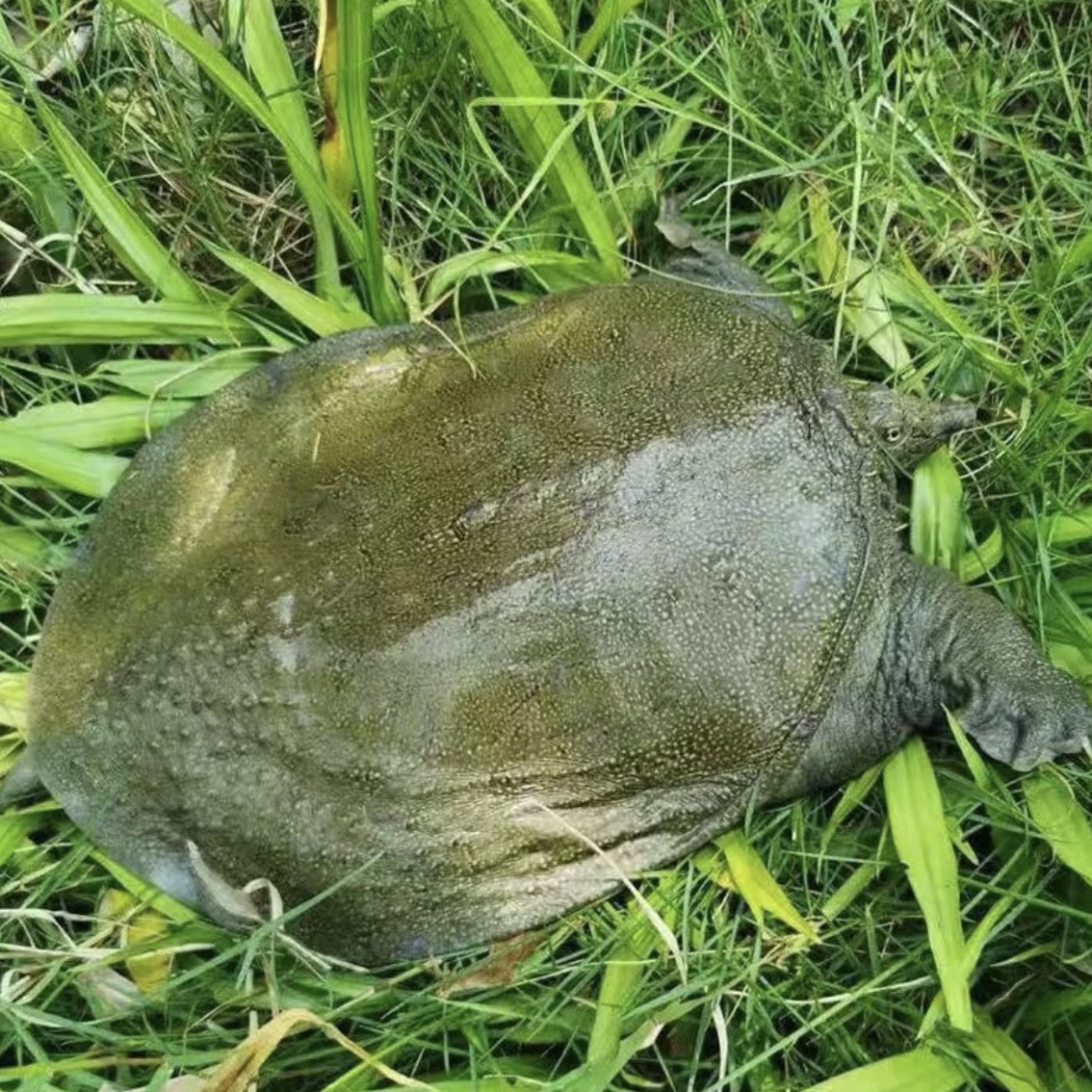 鲜活甲鱼食用中华鳖野外放养水鱼外塘野养青黄背老鳖公鱼生态团鱼,淘宝优惠券,粉丝福利购,淘宝优惠卷