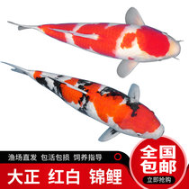 Brocade Carp Live Fish Ornamental Fish Living Fresh Water Cold Water Fish Pure gold red and white Three-color brocade carp goldfish Merchants