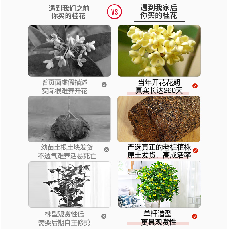 桂花盆栽植物室内外花卉金桂盆栽四季桂花盆景月月桂庭院开花不断 - 图1