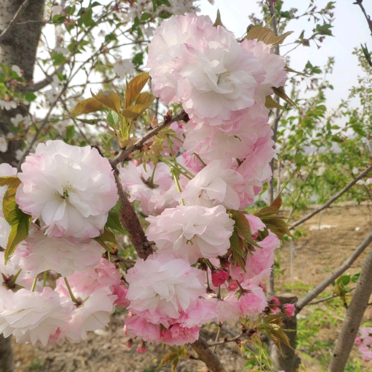 樱花树苗日本樱花苗盆栽庭院种植耐寒大型风景树开花绿化树包成活-图0