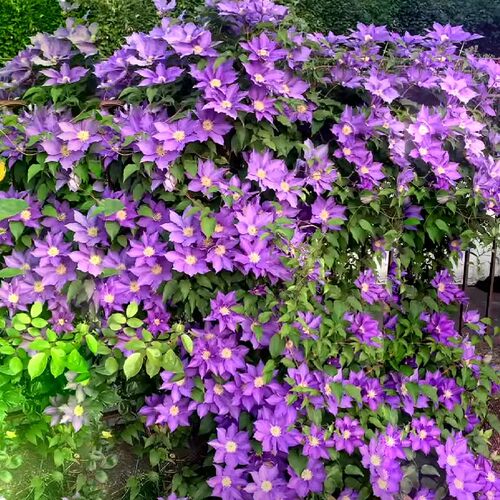 2加仑铁线莲大苗带花苞乌托邦爬藤攀爬植物庭院耐寒花卉盆栽庭院 - 图2