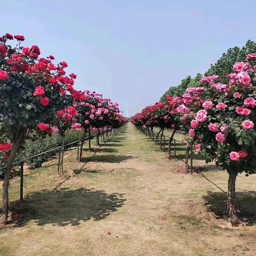 树桩月季花苗特大花多色花朵四季花卉庭院高杆棒棒糖嫁接树状月季 - 图2