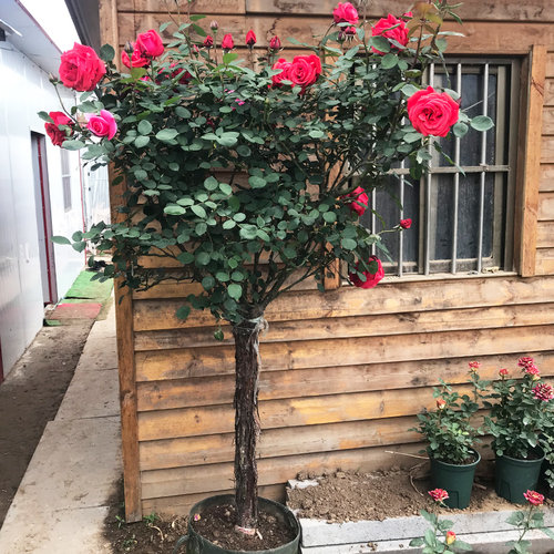 树桩月季花苗特大花多色花朵四季花卉庭院高杆棒棒糖嫁接树状月季 - 图1