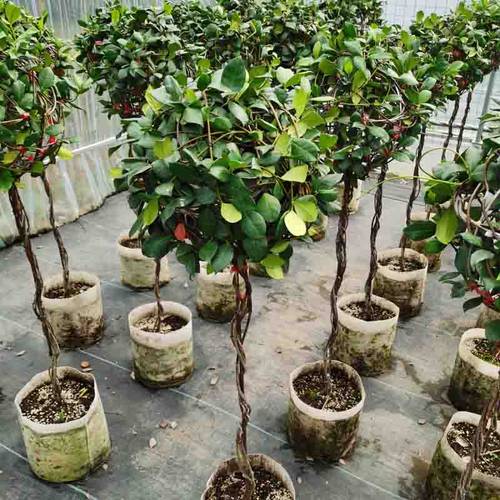棒棒糖型风车茉莉花苗盆栽银丝茉莉爬藤花卉阳台庭院四季常青植物 - 图2