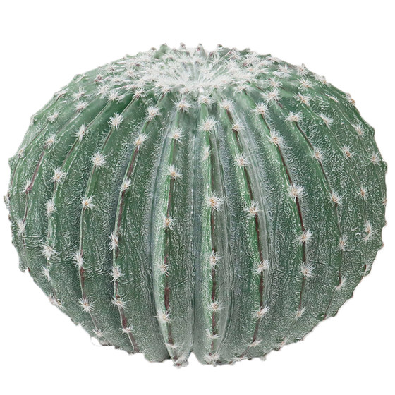 Nordic cactus potted plants tropical desert landscaping