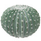 Nordic cactus potted plants tropical desert landscaping