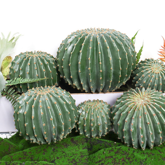 Nordic cactus potted plants tropical desert landscaping