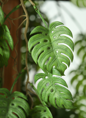 团子藤蕨叶龟背竹藤条仿真植物