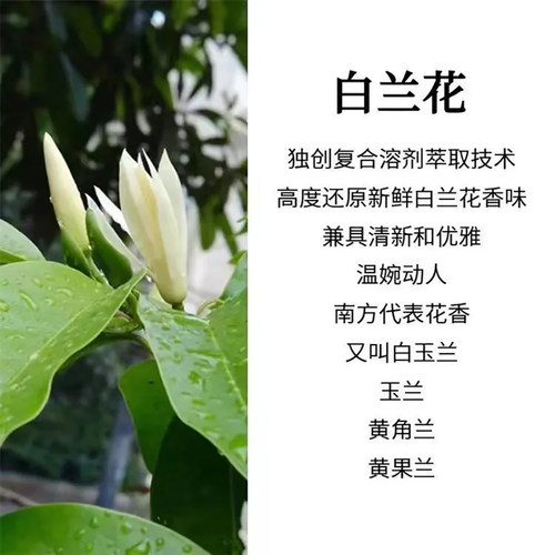 现摘白玉兰花新鲜花朵缅桂花黄角兰花闻香办公室内专用做纯露泡酒 - 图2