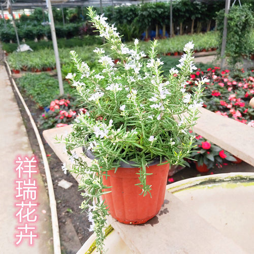 迷迭香大叶小叶食用香草花苗庭院植物花卉可驱蚊盆栽带原土球包邮 - 图2