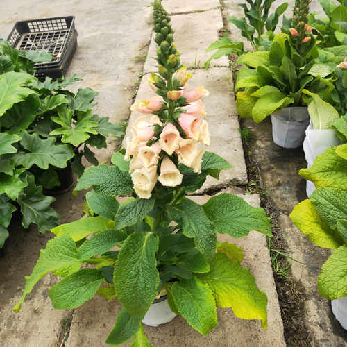 毛地黄大花飞燕盆栽花苗带花多年生花镜植物庭院阳台花园耐热耐寒 - 图2