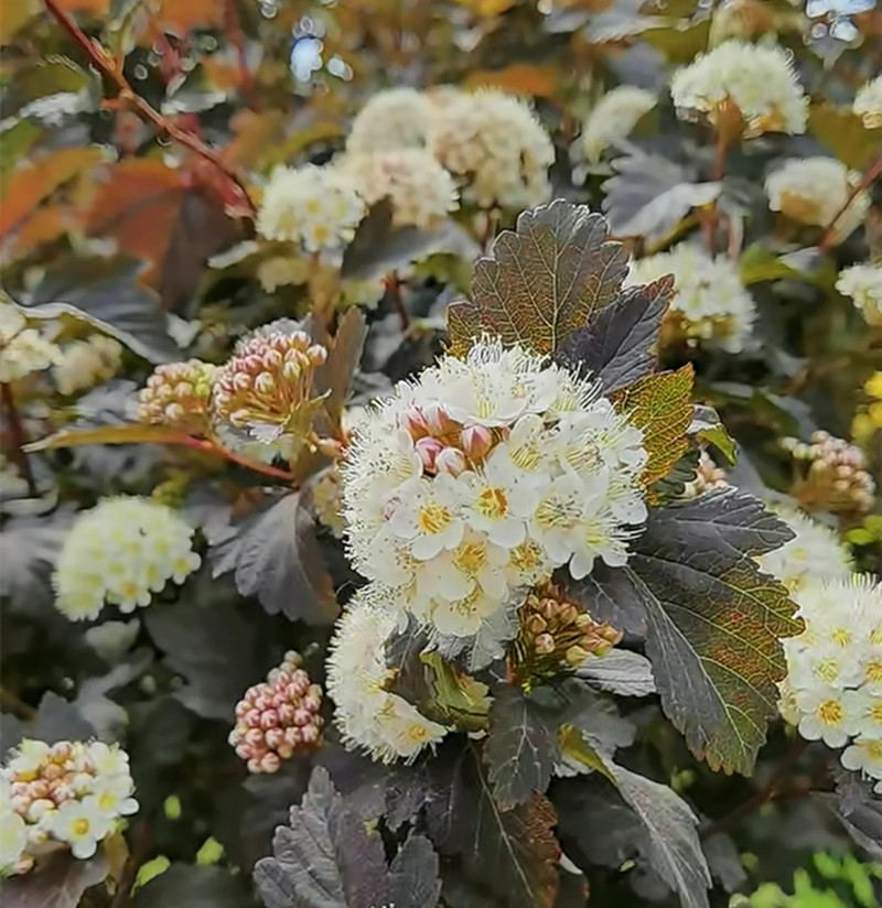 金叶紫叶风箱果成品大苗盆栽多年生耐寒耐热庭院花园花镜调色植物-图0