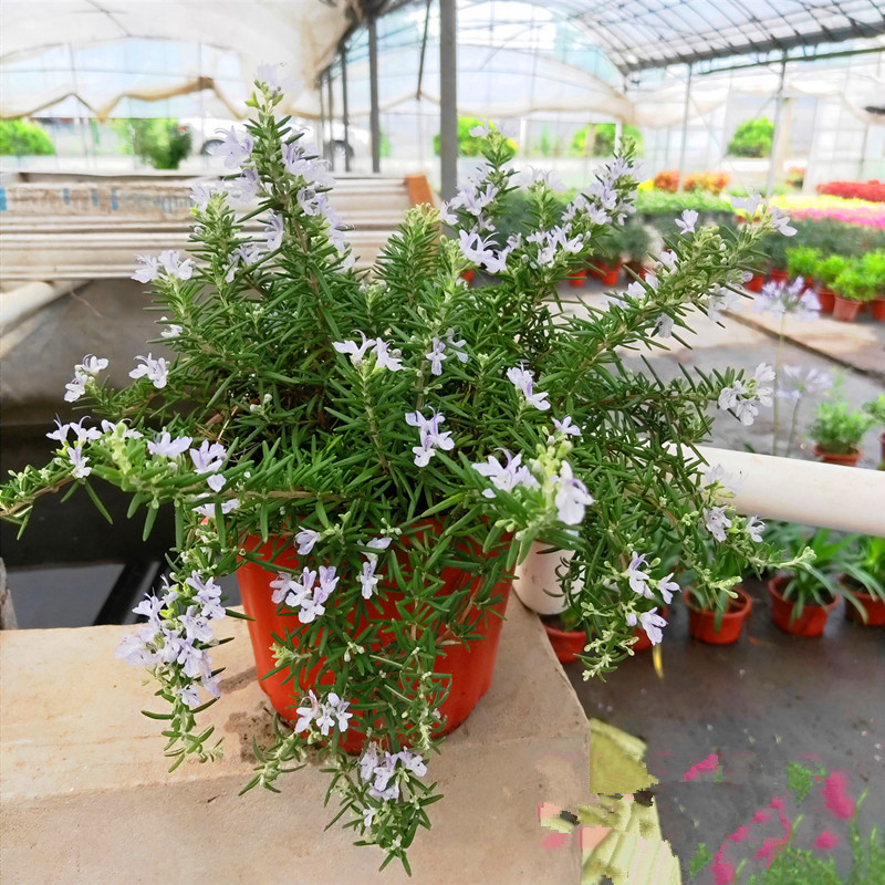 迷迭香大叶小叶食用香草花苗庭院植物花卉可驱蚊盆栽带原土球包邮 - 图0