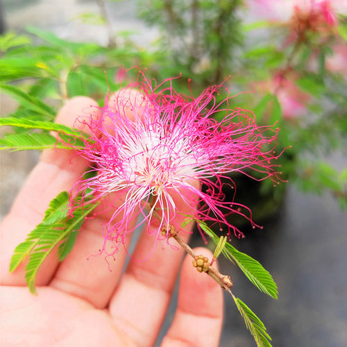 祥瑞花卉浓香进口常绿乔木香水合欢花耐热耐寒庭院阳台盆栽大苗 - 图0