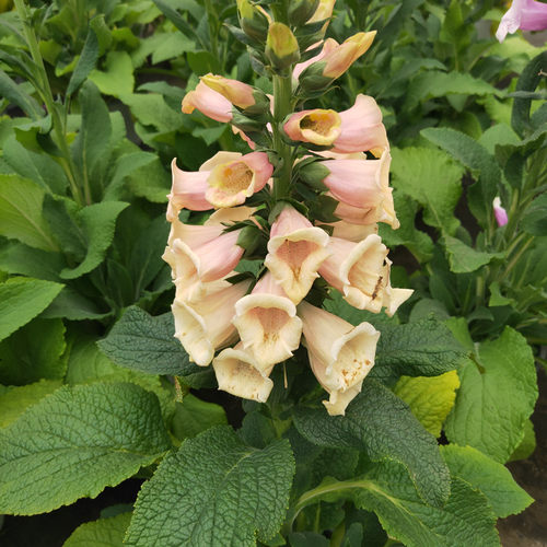 毛地黄大花飞燕盆栽花苗带花多年生花镜植物庭院阳台花园耐热耐寒 - 图3