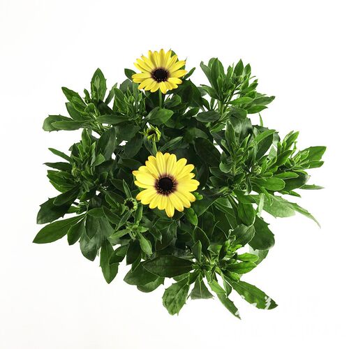 非洲万寿菊盆栽带花大苗 多年生 南非蓝目菊四季庭院花卉2盆包邮 - 图3