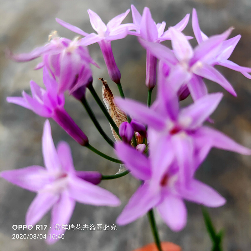 紫娇花盆栽花镜植物抗病耐热耐寒多年生阳台庭院花期长包邮美观 - 图0