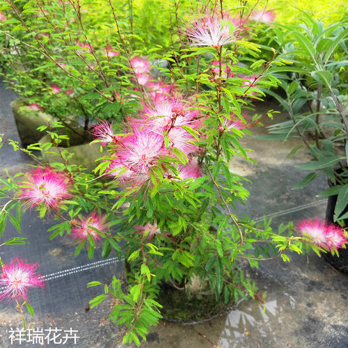 祥瑞花卉浓香进口常绿乔木香水合欢花耐热耐寒庭院阳台盆栽大苗 - 图3