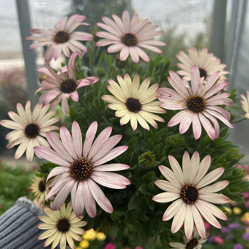 非洲万寿菊盆栽带花大苗 多年生 南非蓝目菊四季庭院花卉2盆包邮 - 图1
