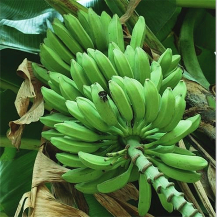 广东大蕉新鲜水果芭蕉酸甜非小米香蕉海南皇帝粉蕉banana 5斤包邮-图1