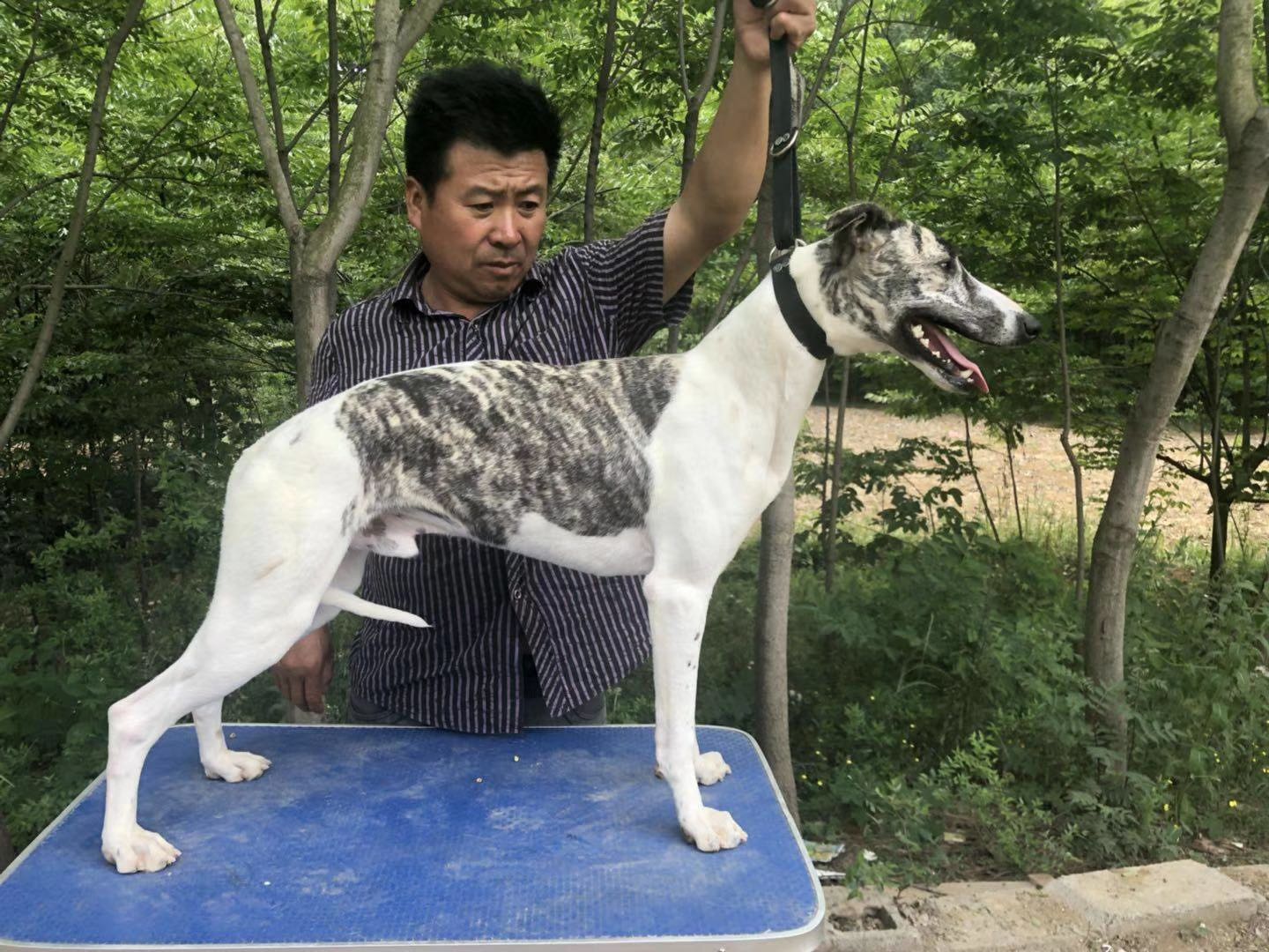 纯种惠比特犬格慧犬兔狗活体细犬小灵缇犬格力犬幼犬小狗技术 - 图0