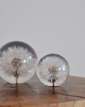 日本ems代购英国花文蒲公英镇纸