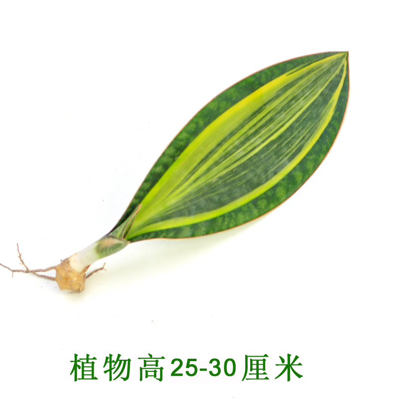 虎皮兰盆栽客厅绿植稀有品种宝镜金边虎尾兰植物室内盆景净化空气 - 图2