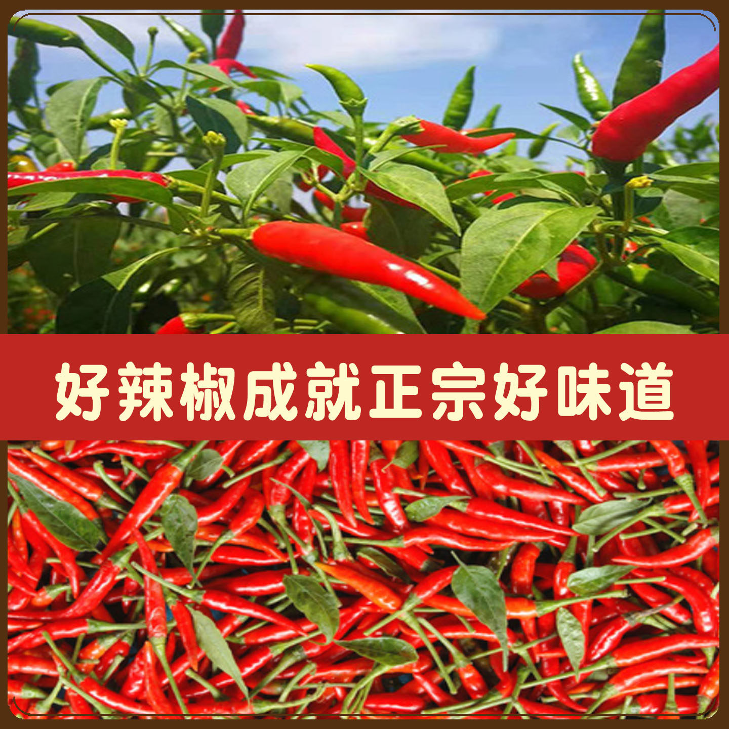 沙佰源沙县辣椒酱正宗福建小吃专用开胃咸下饭酱特产石磨辣酱500g - 图0